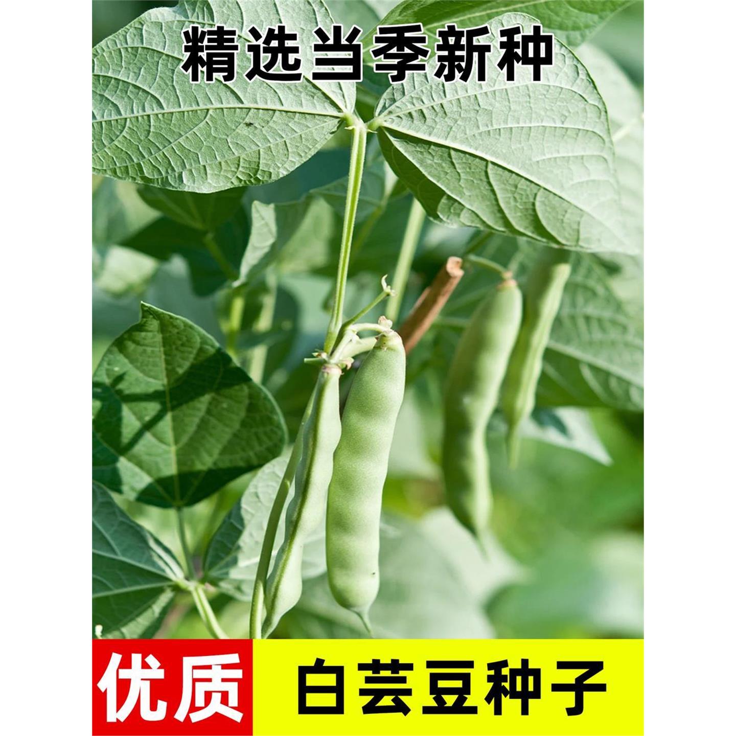 白芸豆种子四季播蔬菜荷兰