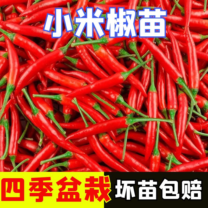 正宗朝天椒苗子四季盆栽苗子高产