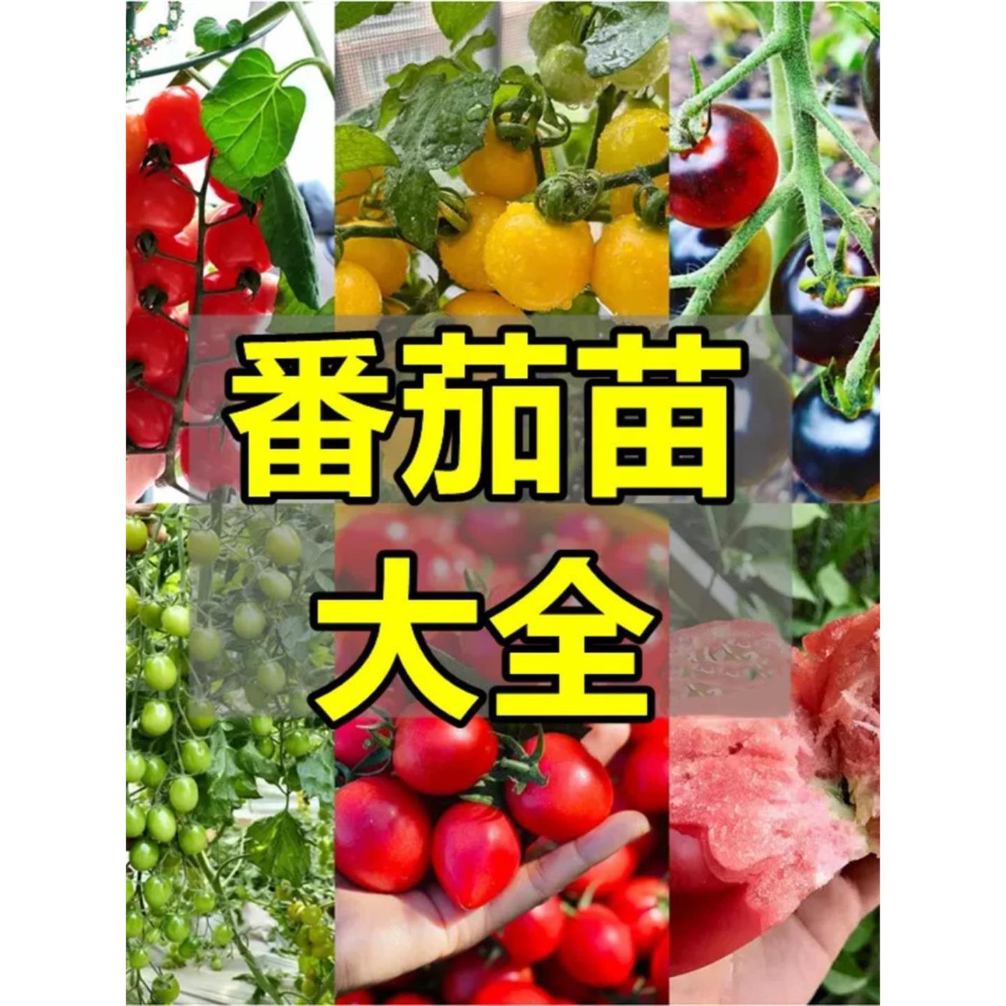 番茄圣女果西红柿苗辣椒子