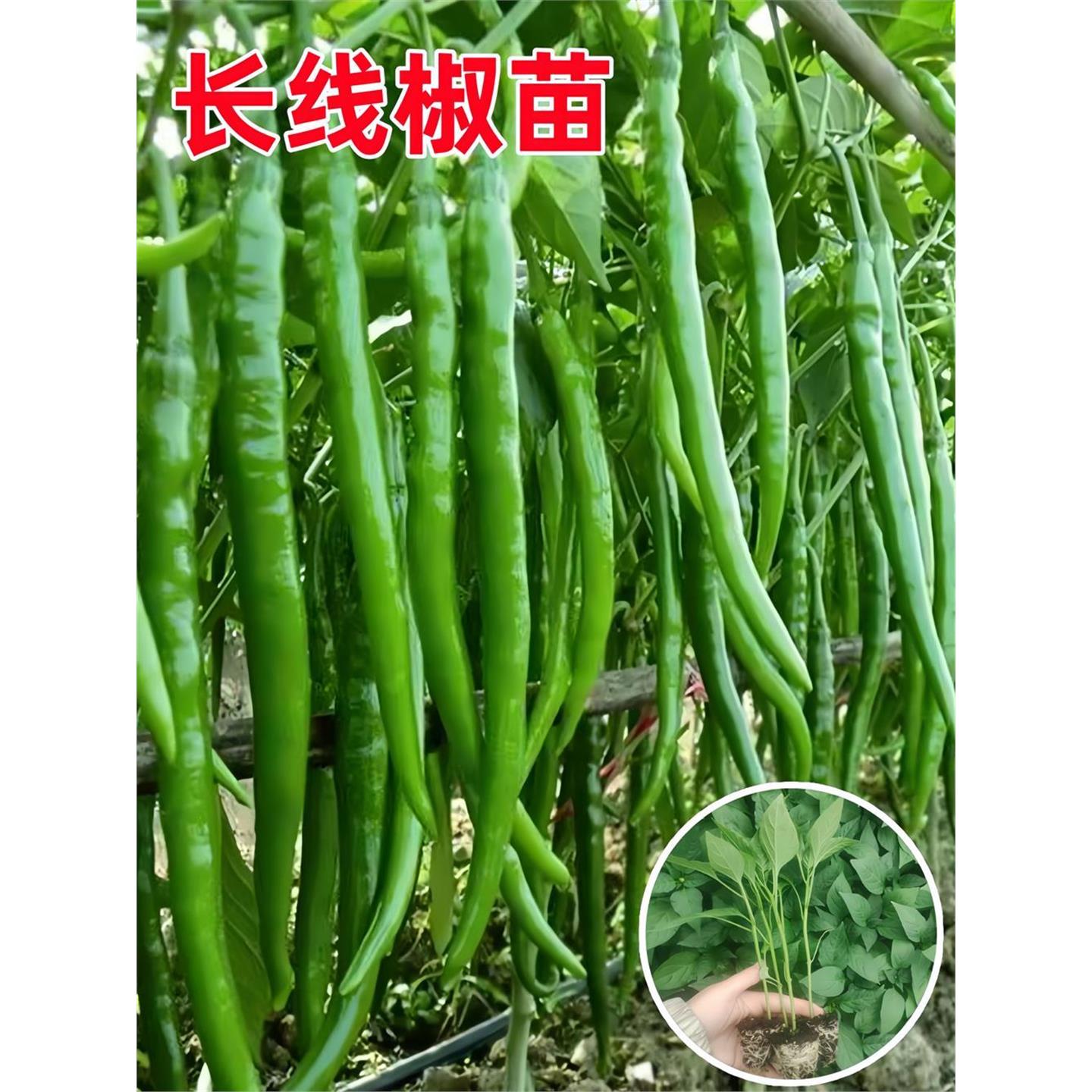 香辣长线椒苗秧二荆条四季