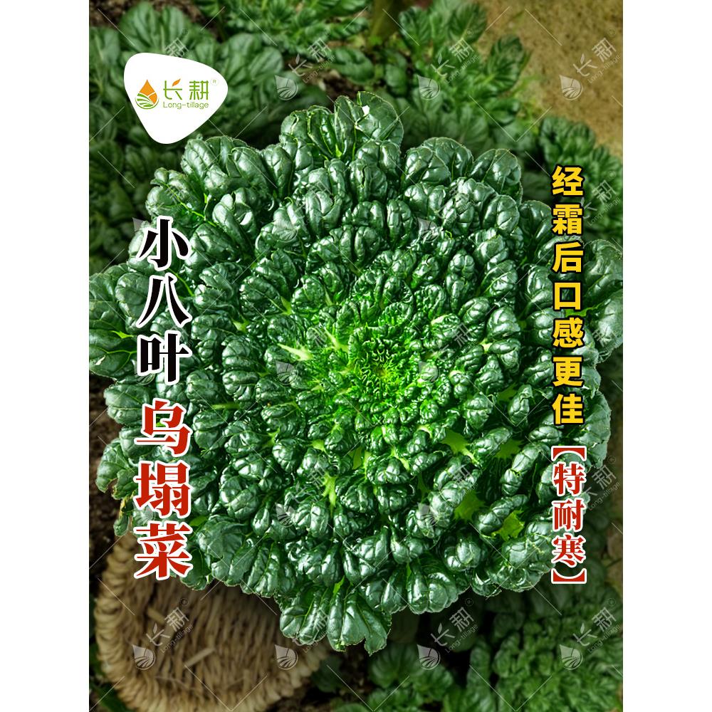 小八叶乌塌菜种孑耐寒春秋