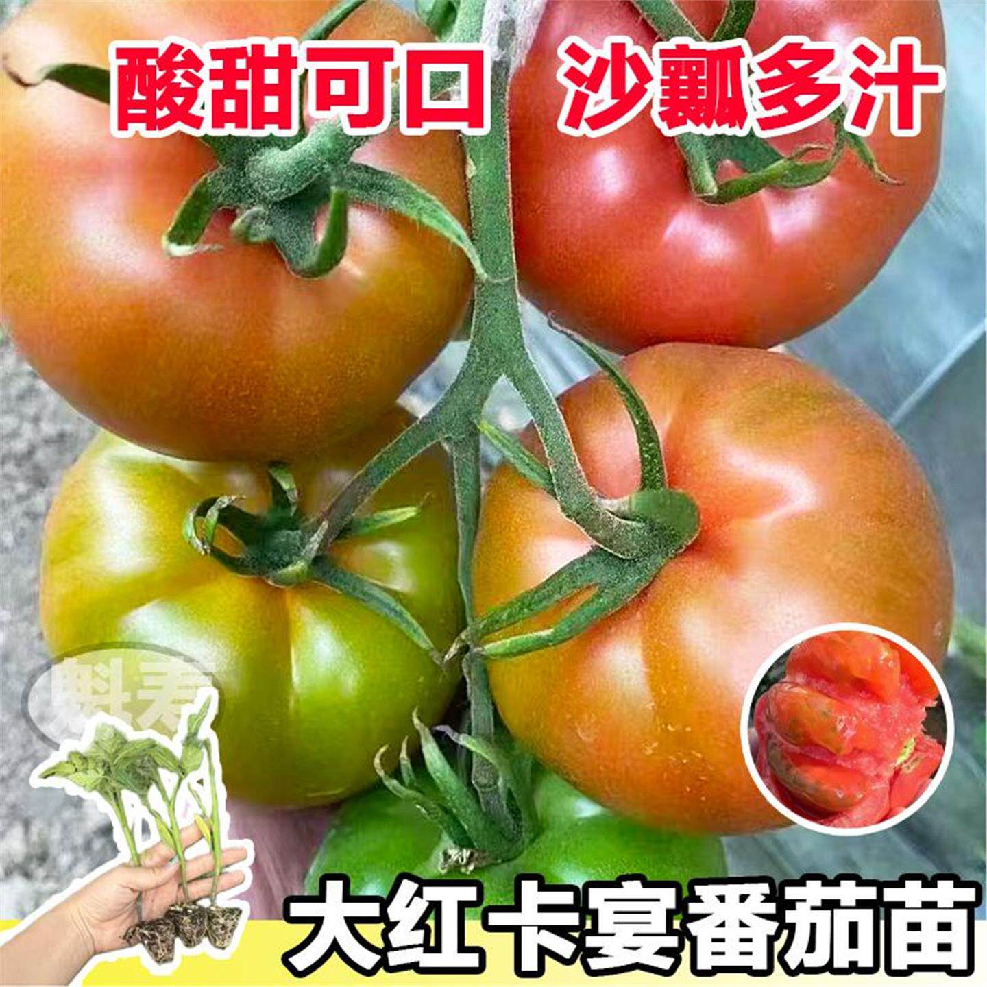 大红卡宴番茄苗秧带士球四