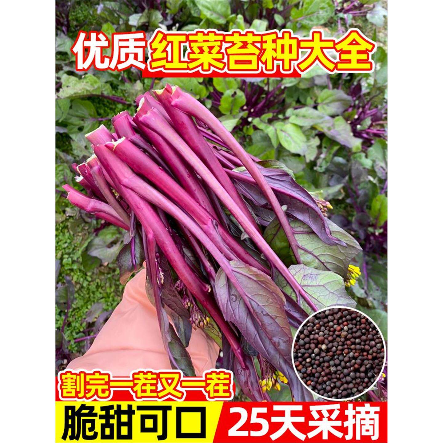 红菜苔蔬种子心十月紫家庭