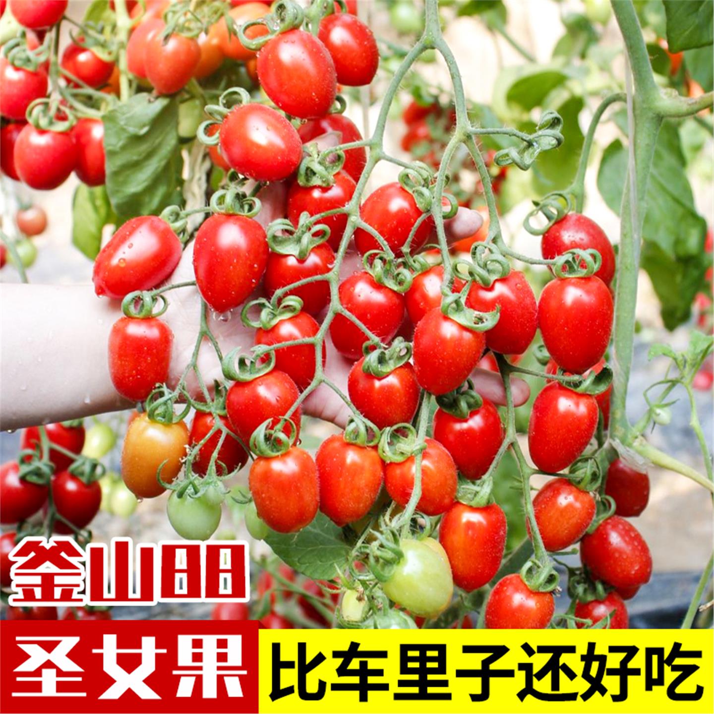釜山88千禧小番茄种子超甜