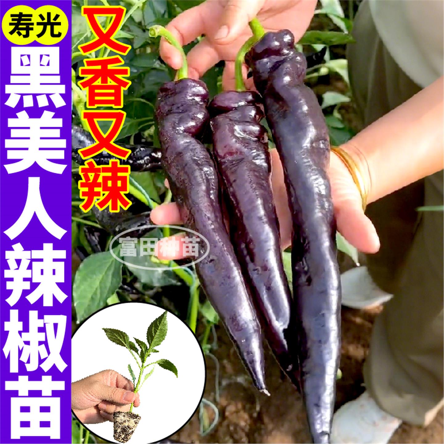 香辣黑美人椒苗秧四季高产