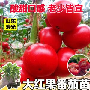 大红番茄秧苗阳台盆栽子樱