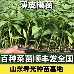 薄皮椒苗辣椒苗子秧苗泡椒虎皮麻椒螺丝杭线朝天椒毛粉番茄蔬菜苗