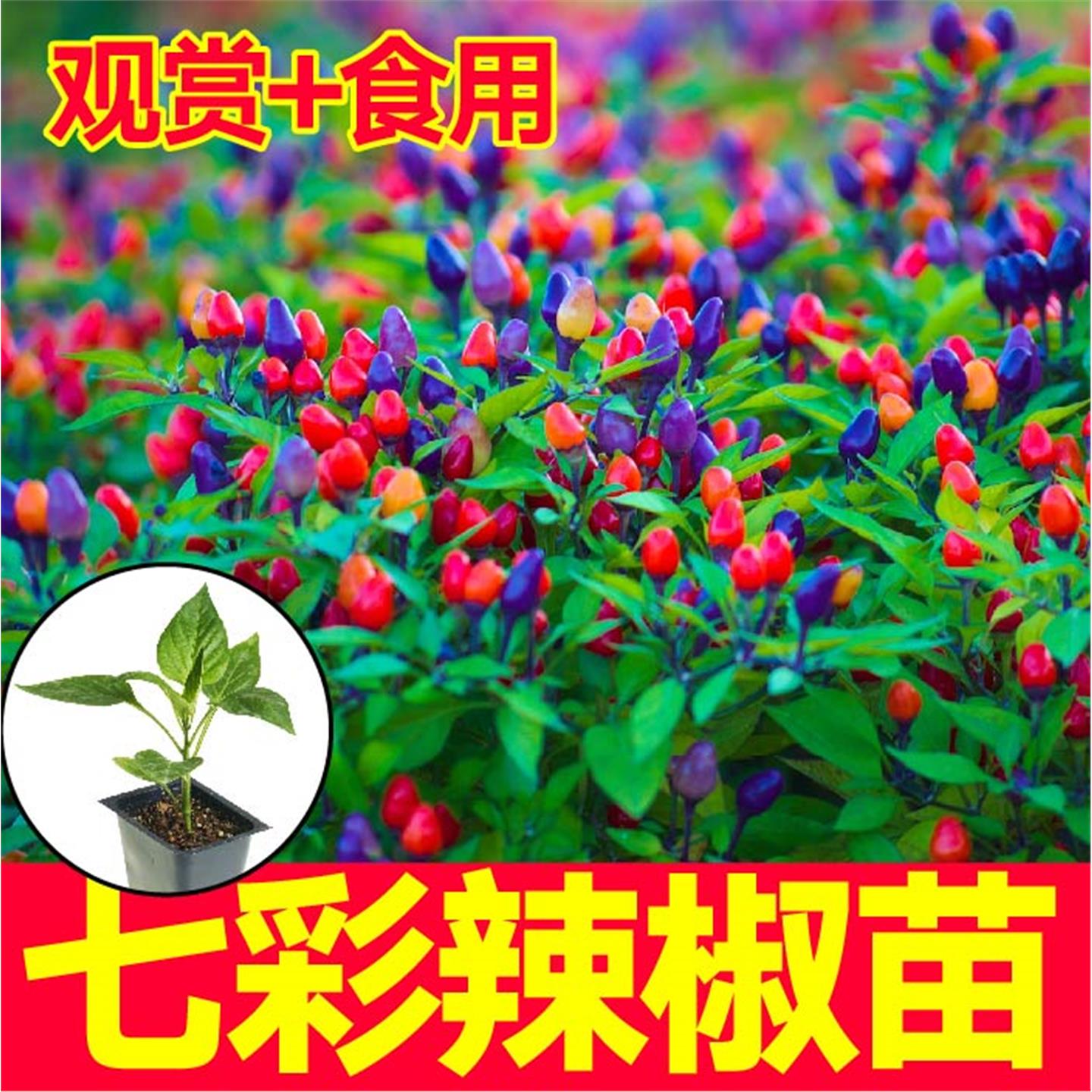 食用观赏七彩小辣椒苗秧带