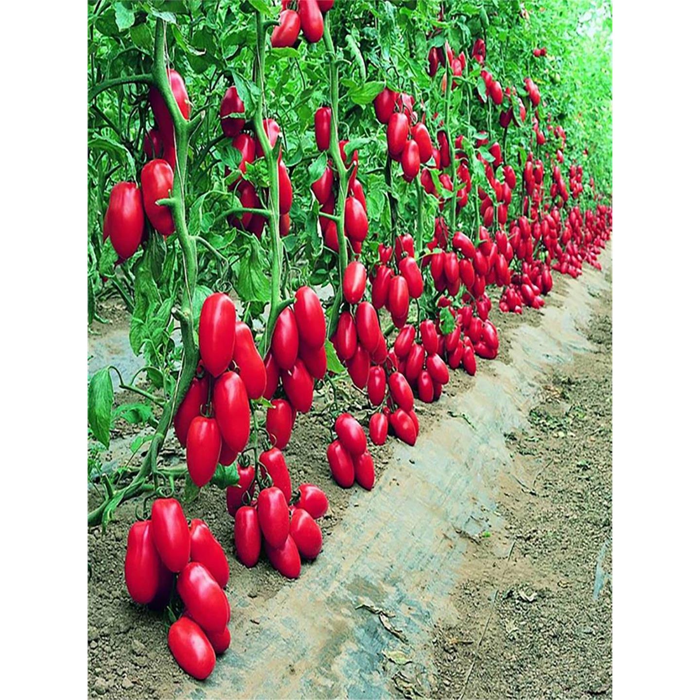 改良千禧瀑布番茄四季圣女