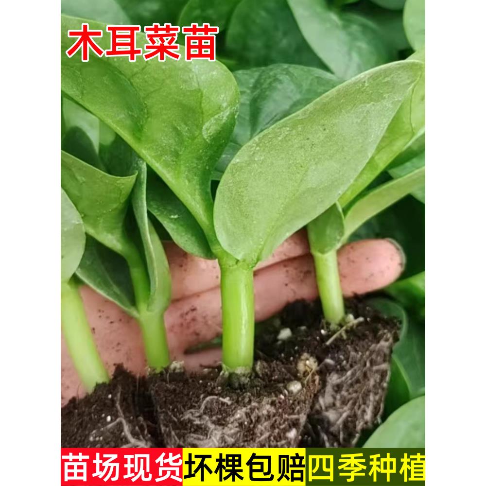 大叶木耳菜苗种籽秧春秋小