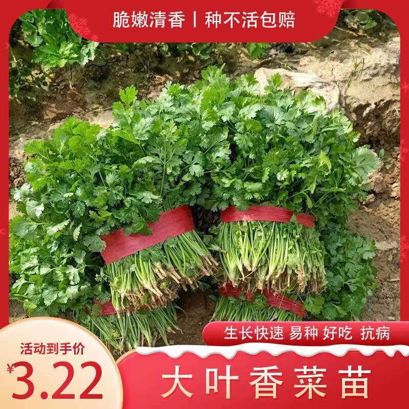 香菜苗四季小种子大叶芫荽