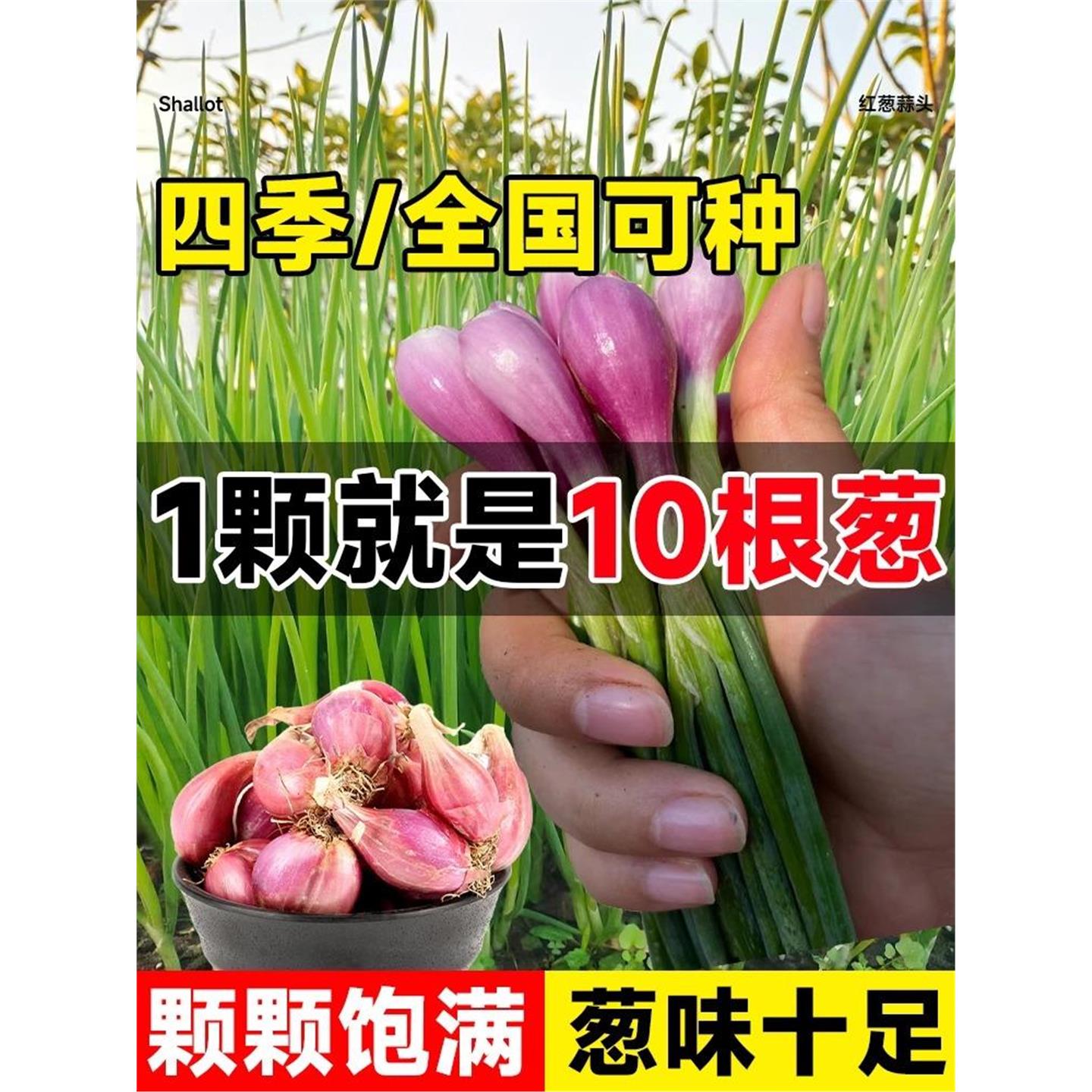 香葱头种四季农家小子川红