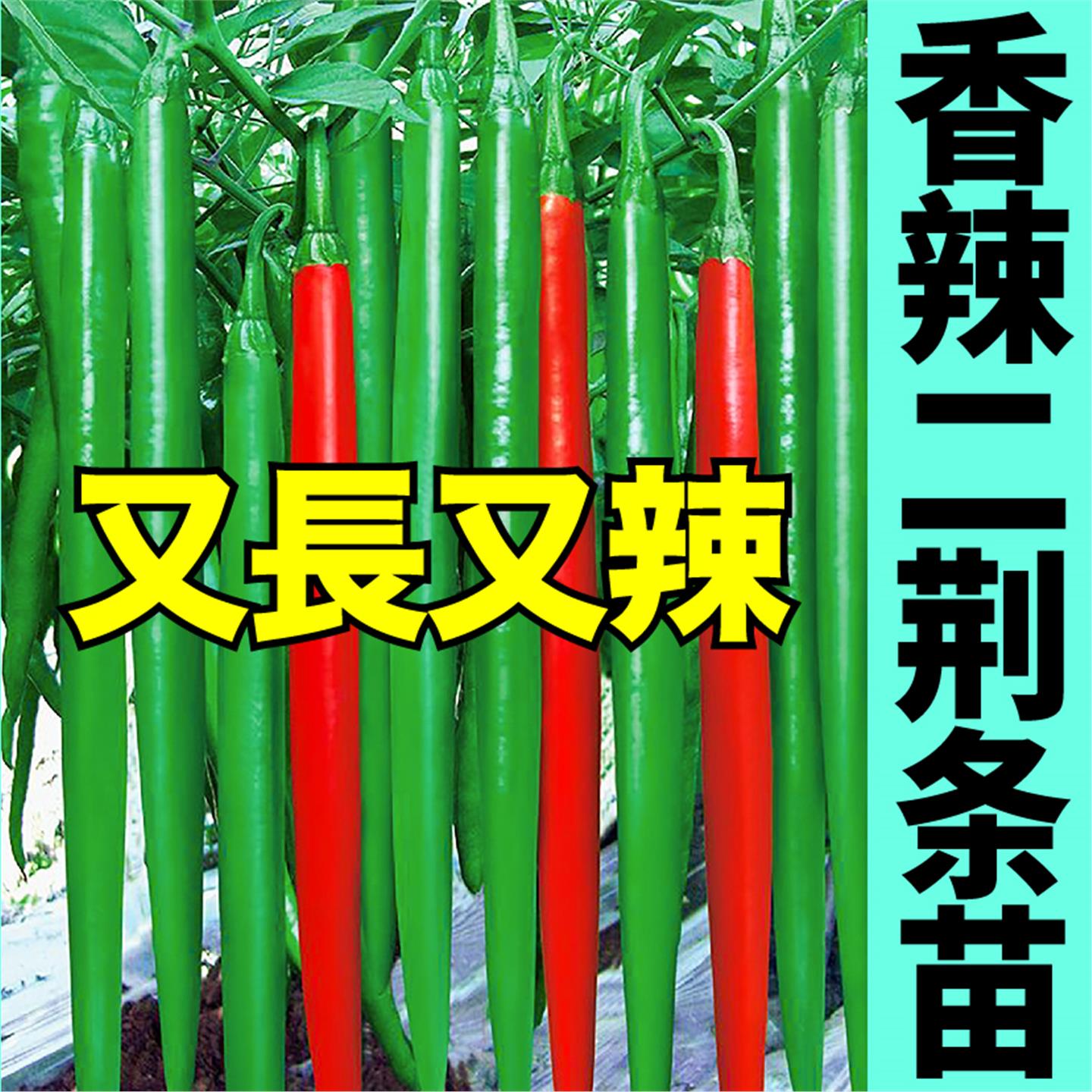 又长辣四川二荆条椒苗秧带