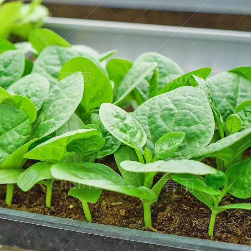 大叶木耳菜种孑苗豆腐籽四