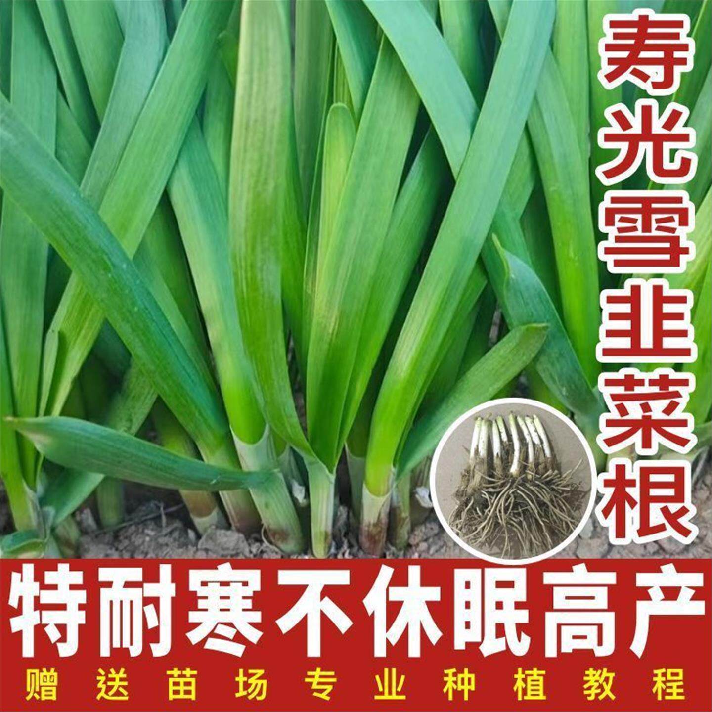 雪韭菜根苗宽叶韭菜苗现挖头茬粗红根韭菜根四季盆栽阳台寿光韭菜