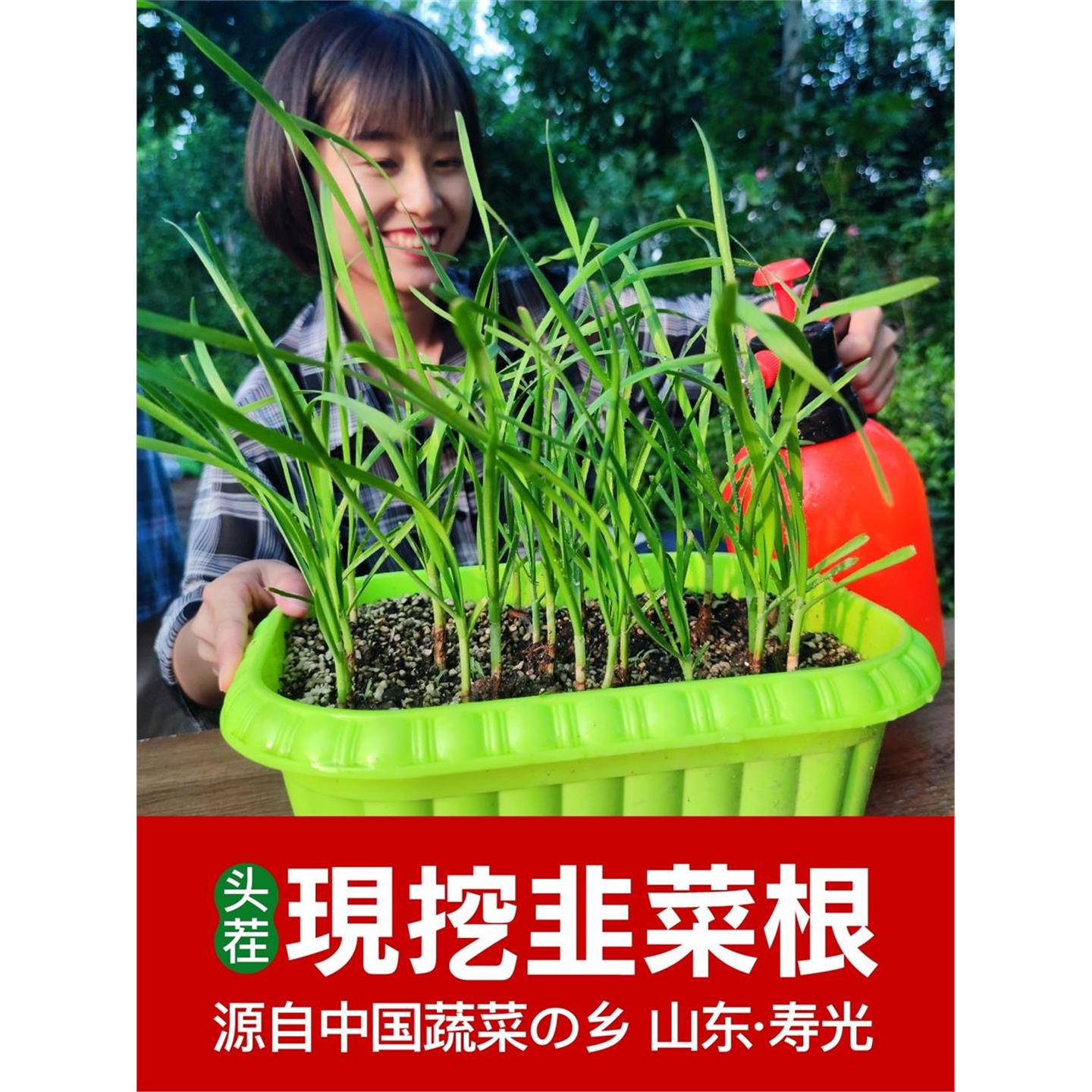 寿光现挖头茬独根红新韭菜