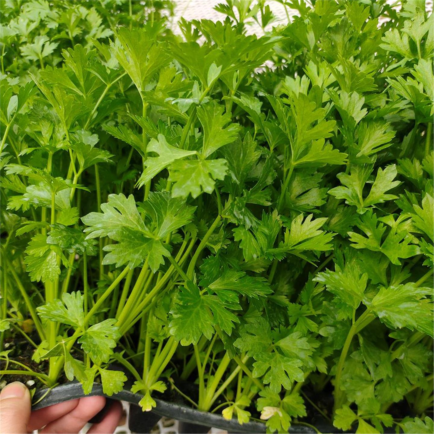 四季芹菜苗小香根西幼秧阳