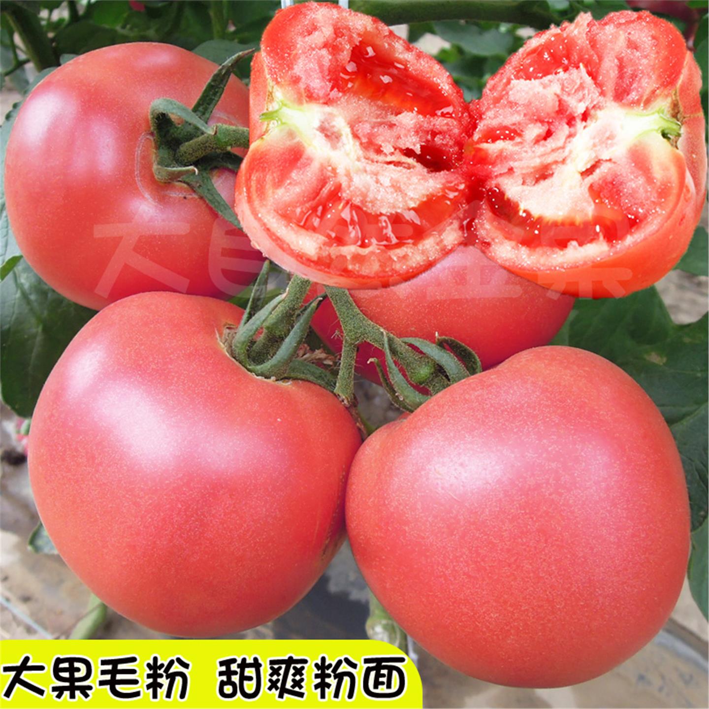 粉果大番茄种子秧苗毛西红