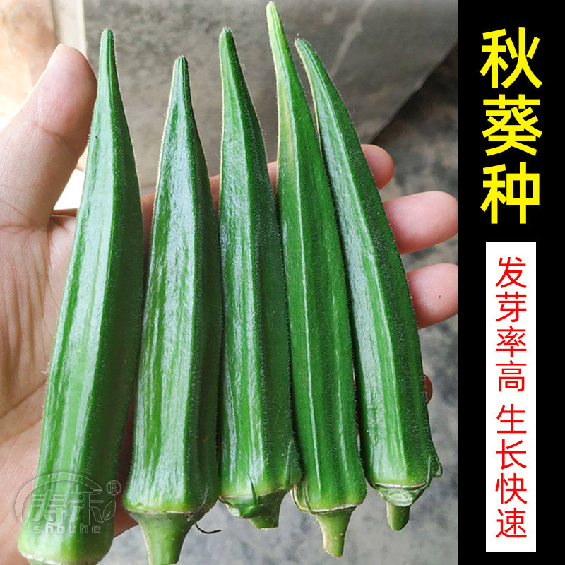 水果秋葵种孑苗蔬菜种籽子秧秋季菜种黄秋癸菜苗四季南方菜苗秧苗
