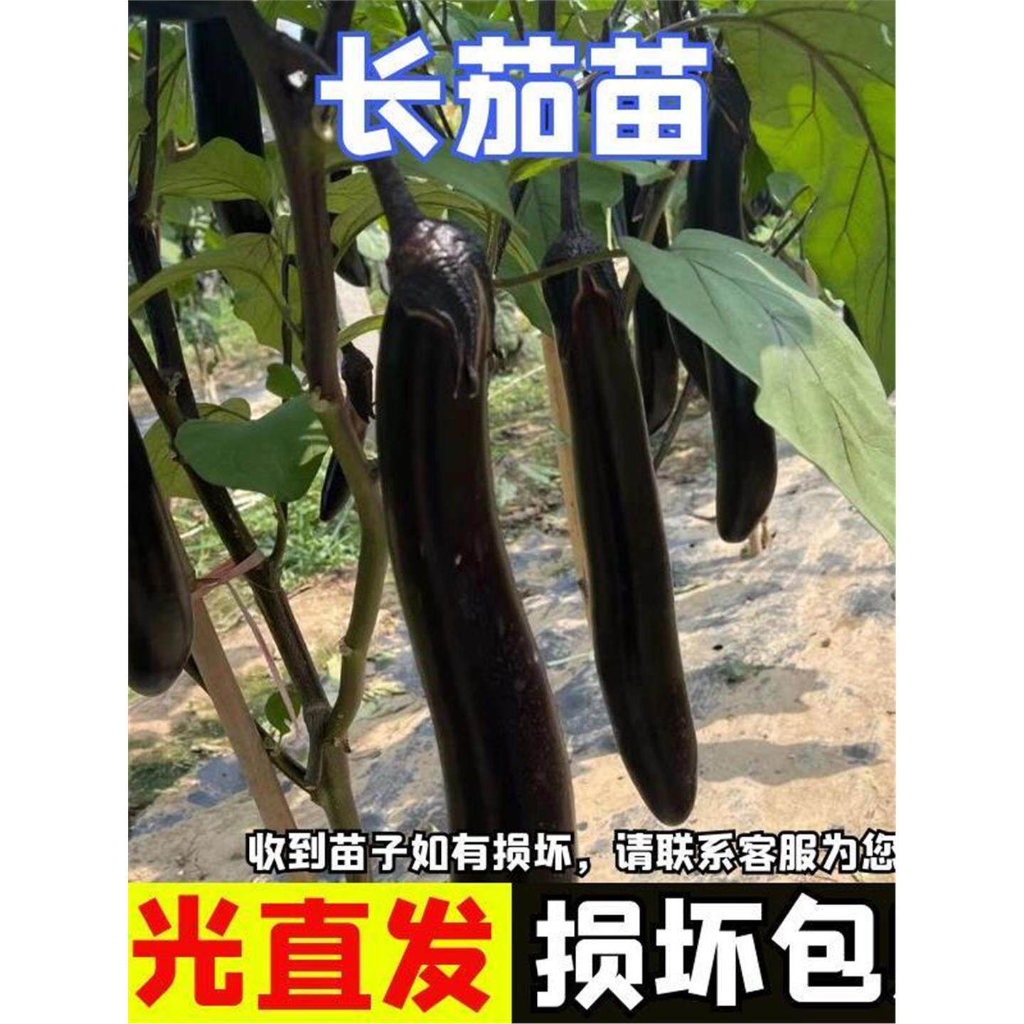 长茄子苗秧烧烤杭圆辣椒番