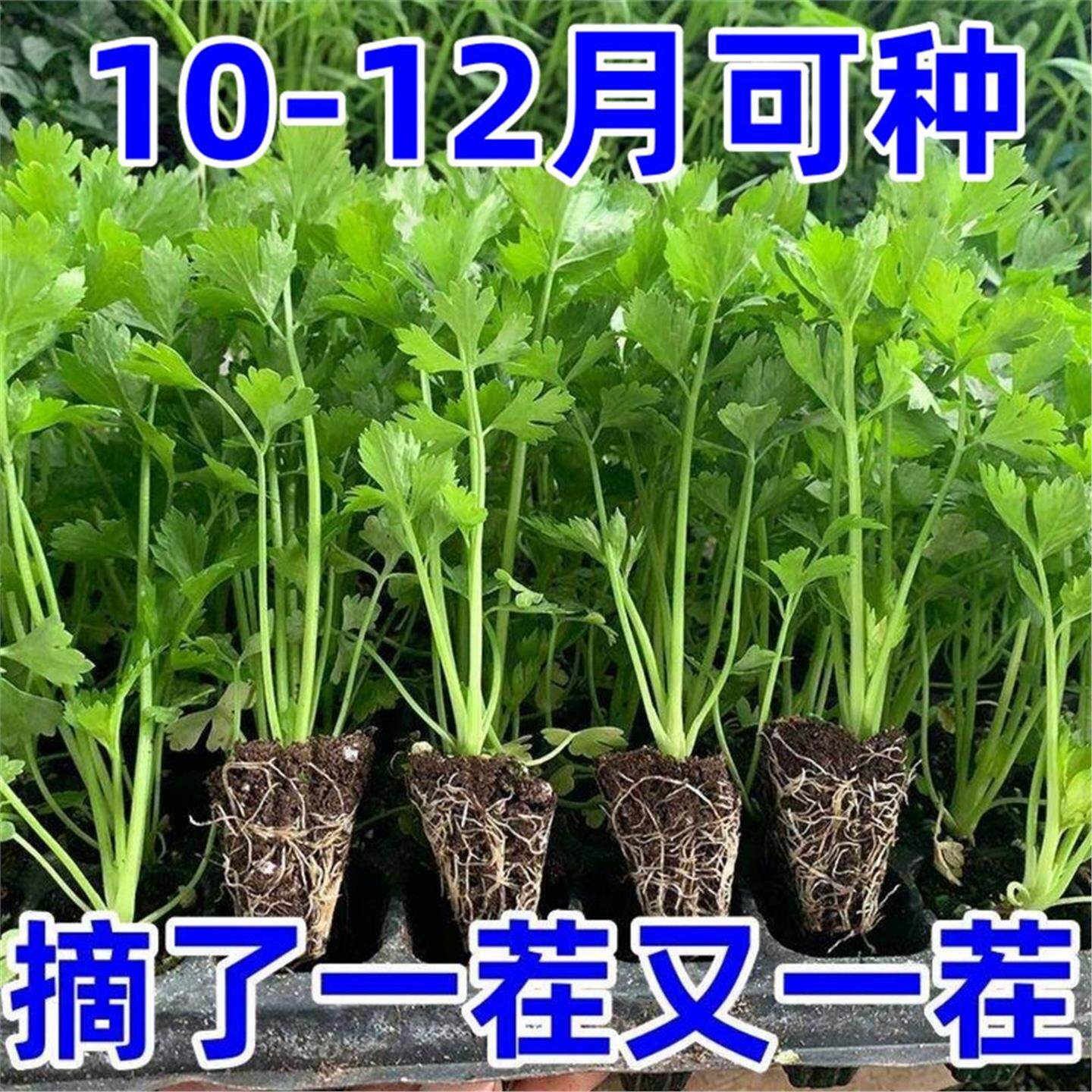 四季小香芹水果芹菜苗山芹幼苗秧苗蔬菜苗西芹野芹苗盆栽新鲜带根