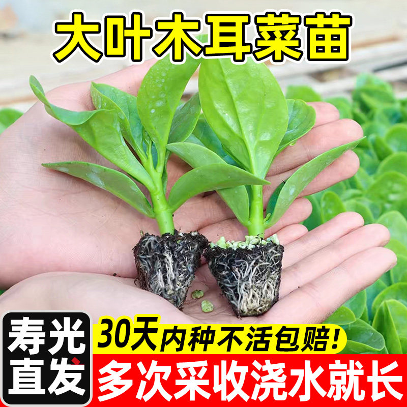 大叶木耳菜种子小青阳台盆