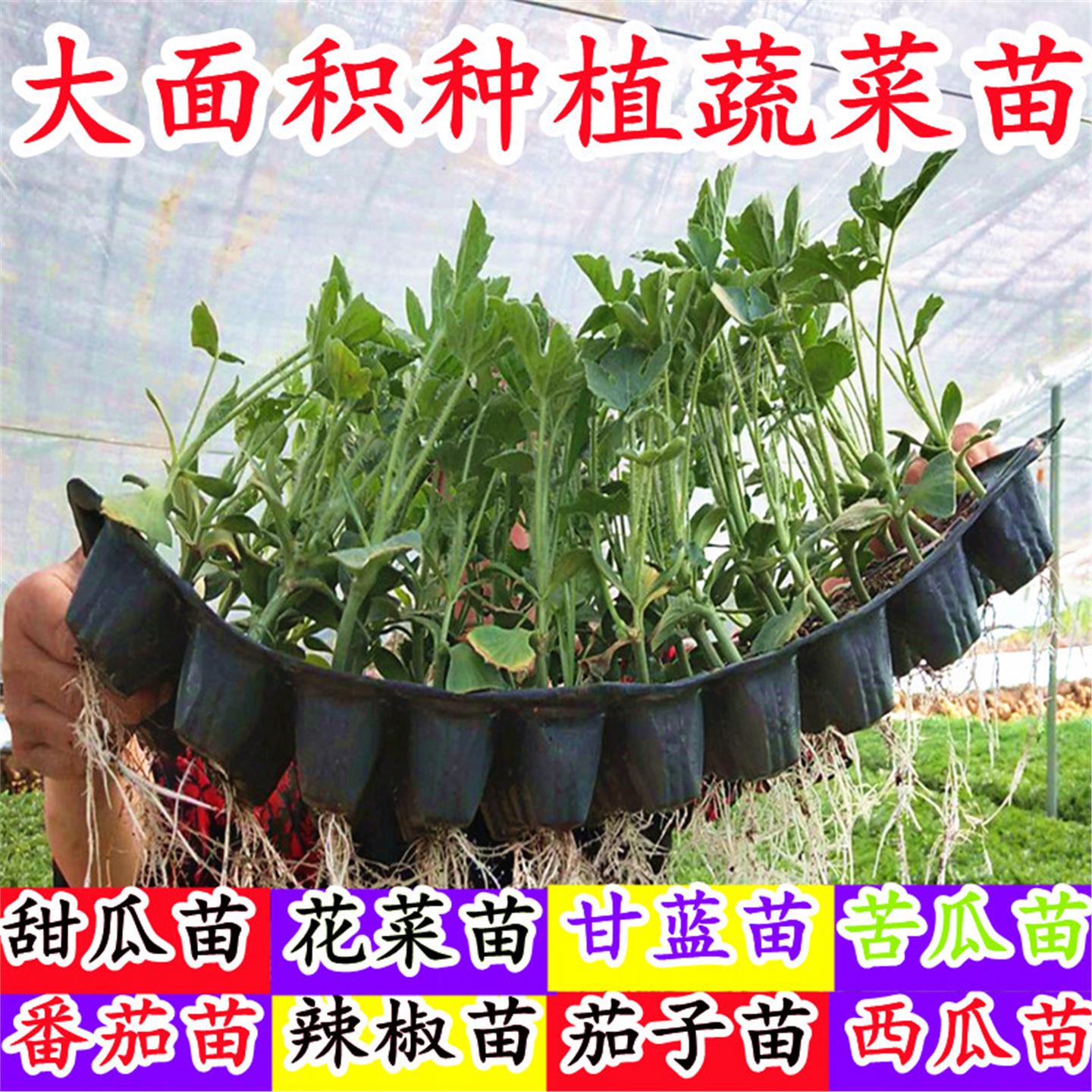 番茄秧苗西红柿辣椒黄瓜甜