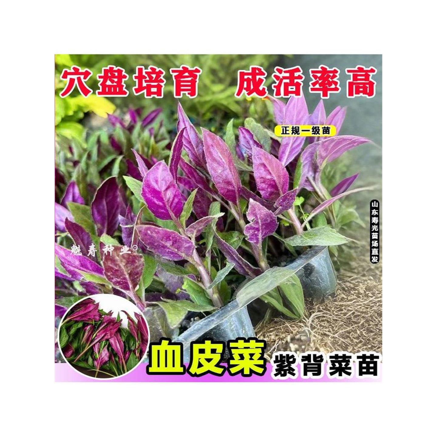 山东寿光紫背菜种苗天葵观