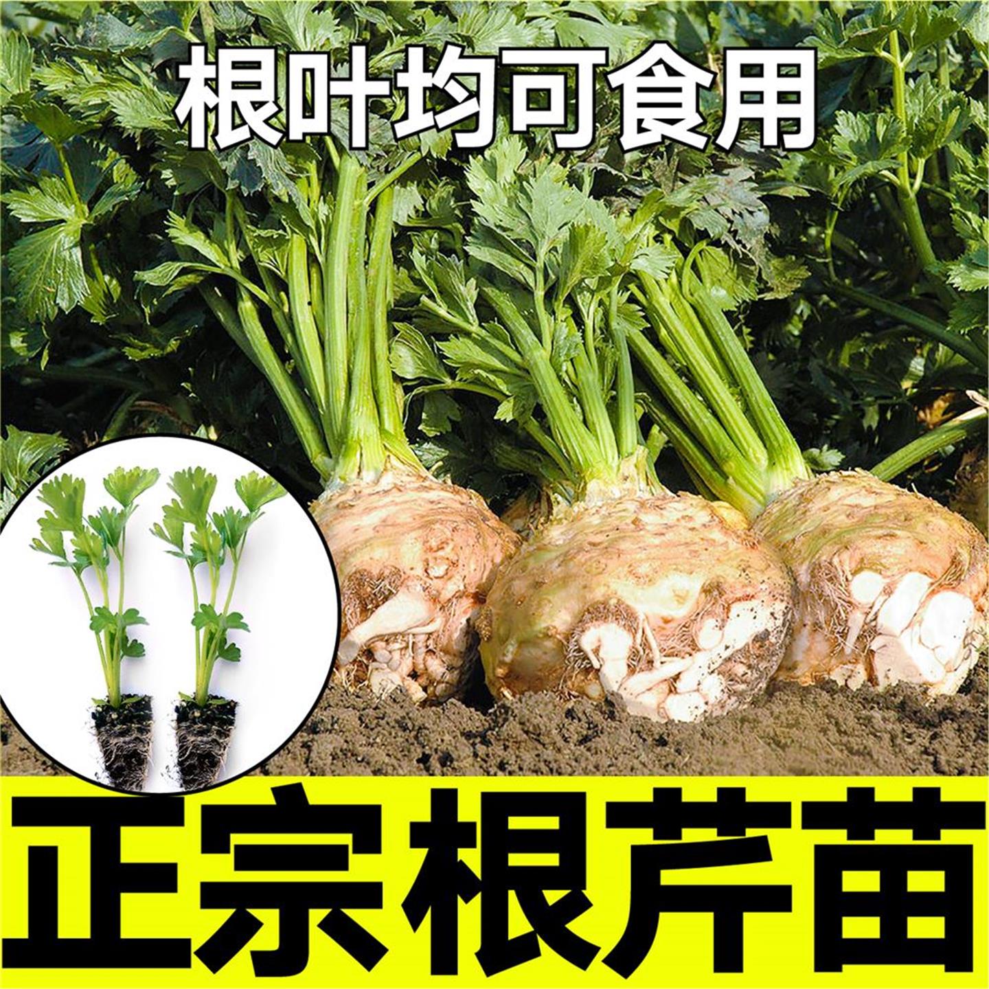 正宗根芹苗秧山东寿光皇后