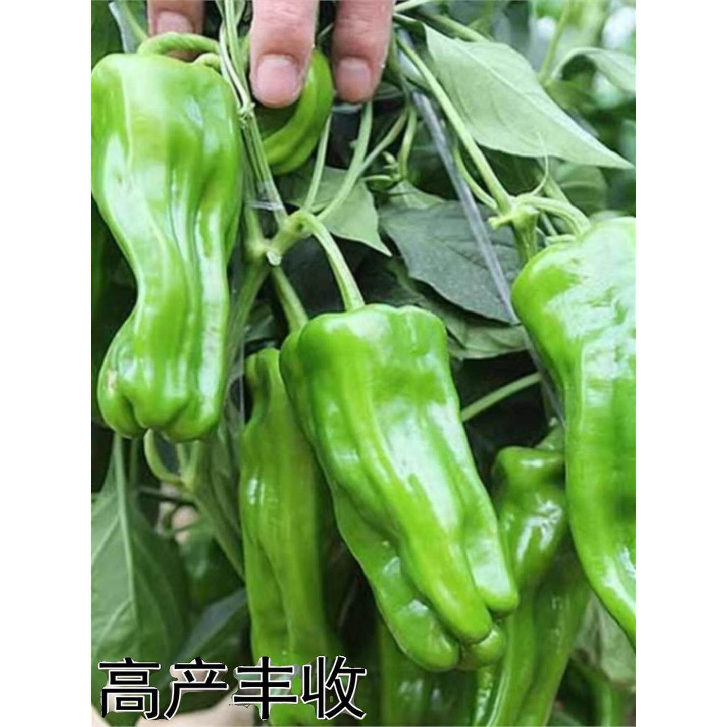 薄皮辣椒苗秧大果虎青微皱