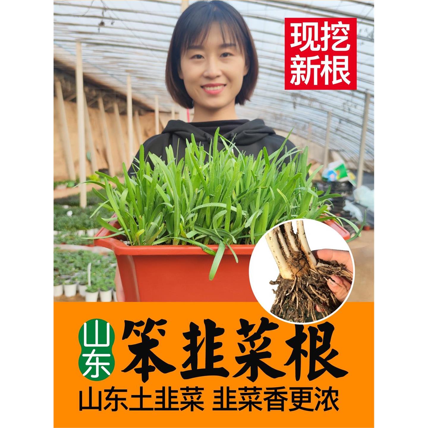 山东寿光笨韭菜根现挖发粗