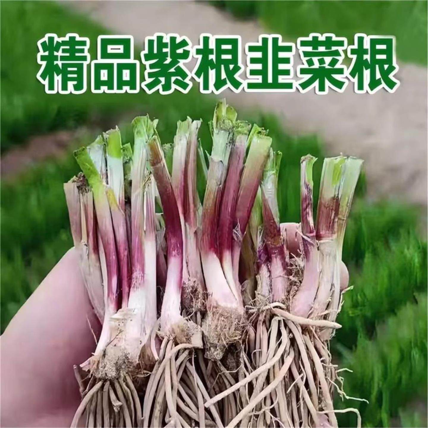 现挖紫红新韭菜根宽叶苗种