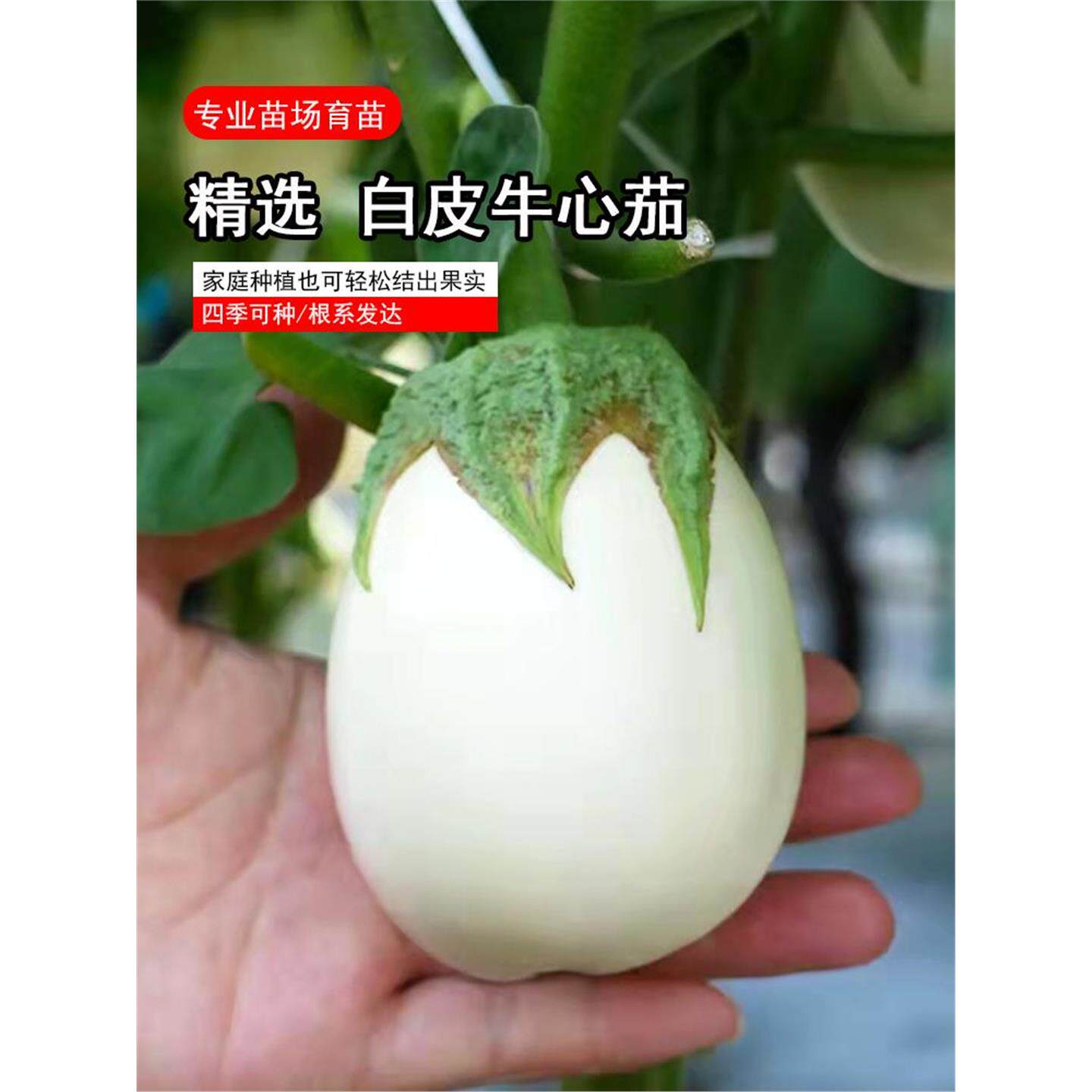 白皮牛心茄圆茄种苗长茄鸡蛋茄蛋茄种苗四季岔栽茄苗观赏蔬菜苗