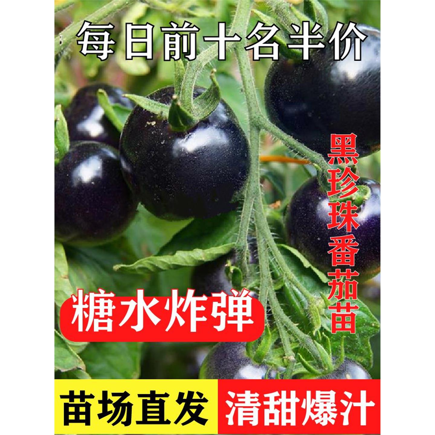 【黑紫番茄苗】四季优质种