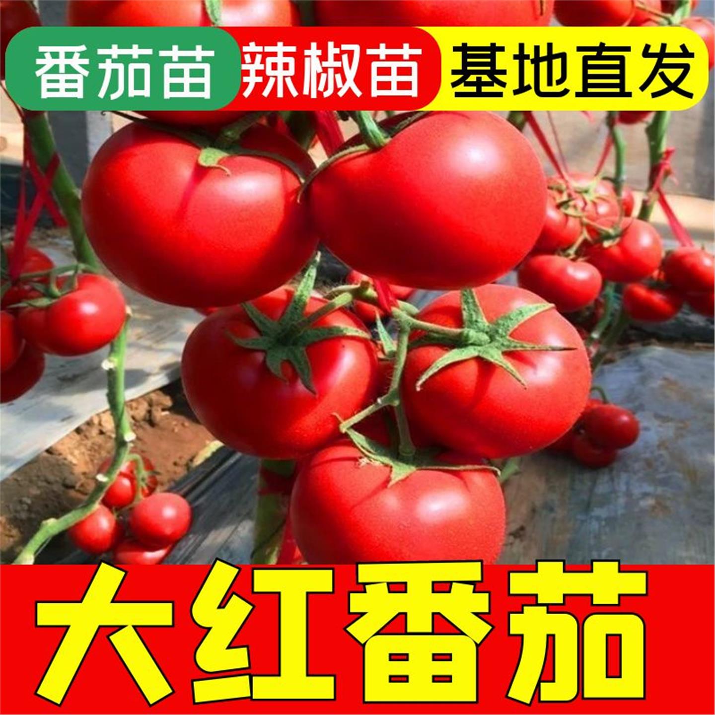 番茄苗子西红柿籽种以色列