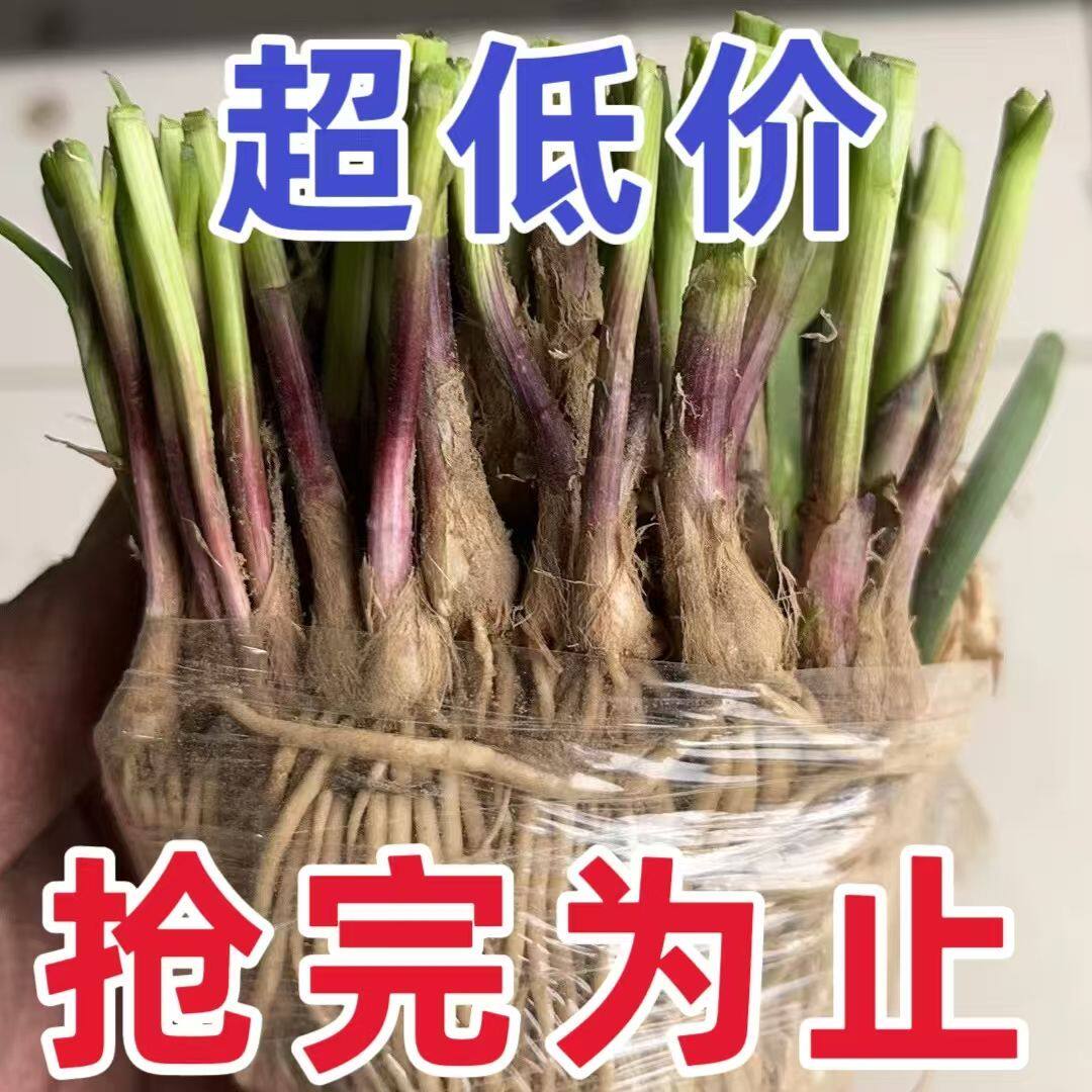 本店现挖大宽叶紫根韭菜苗