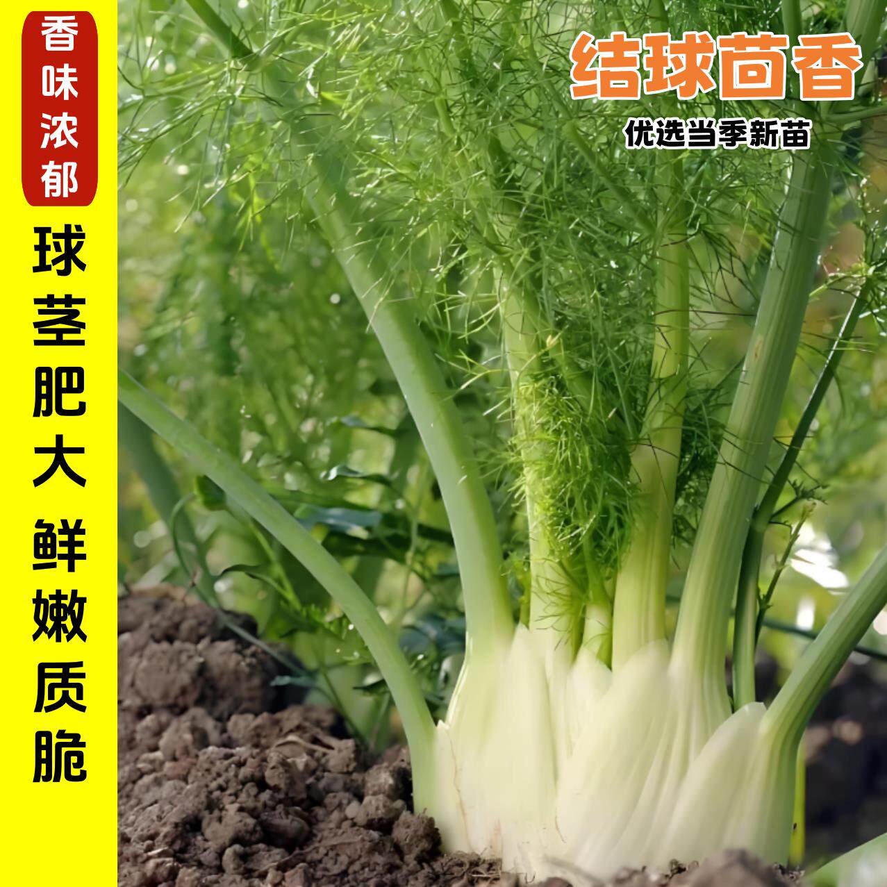 水果多头球茎茴香大田割茬