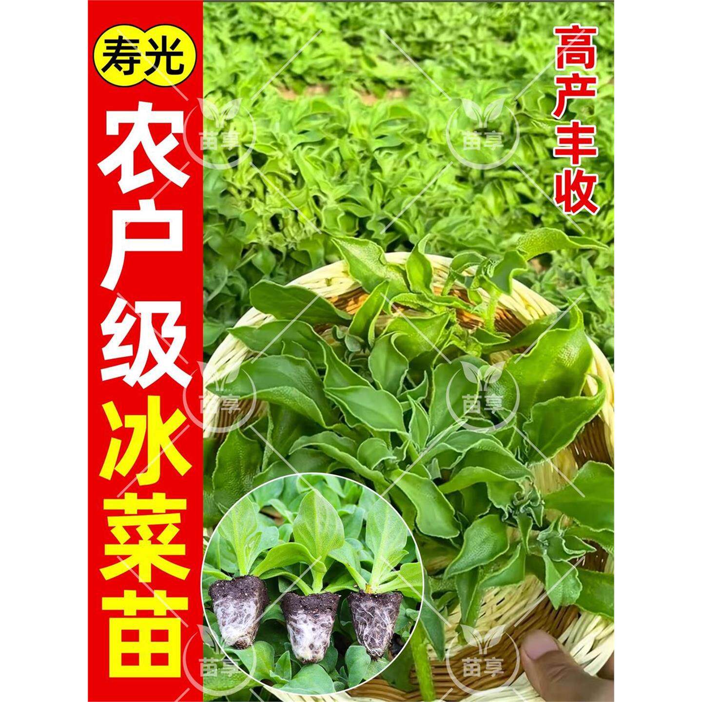 水晶四季大叶冰菜苗带土秧苗盆栽蔬菜种苗冰草幼苗阳台秋冬蔬菜苗