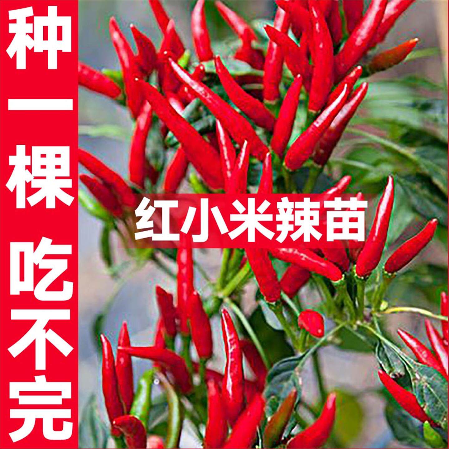 特辣红小米苗秧白朝天椒野