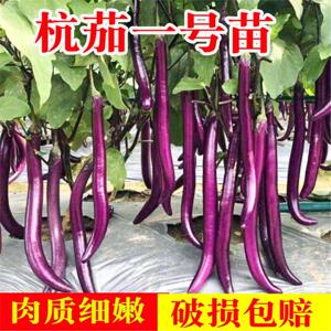 杭茄一号线茄子苗种子蔬菜秧苗白茄黑长紫长茄圆茄花茄子带土苗籽