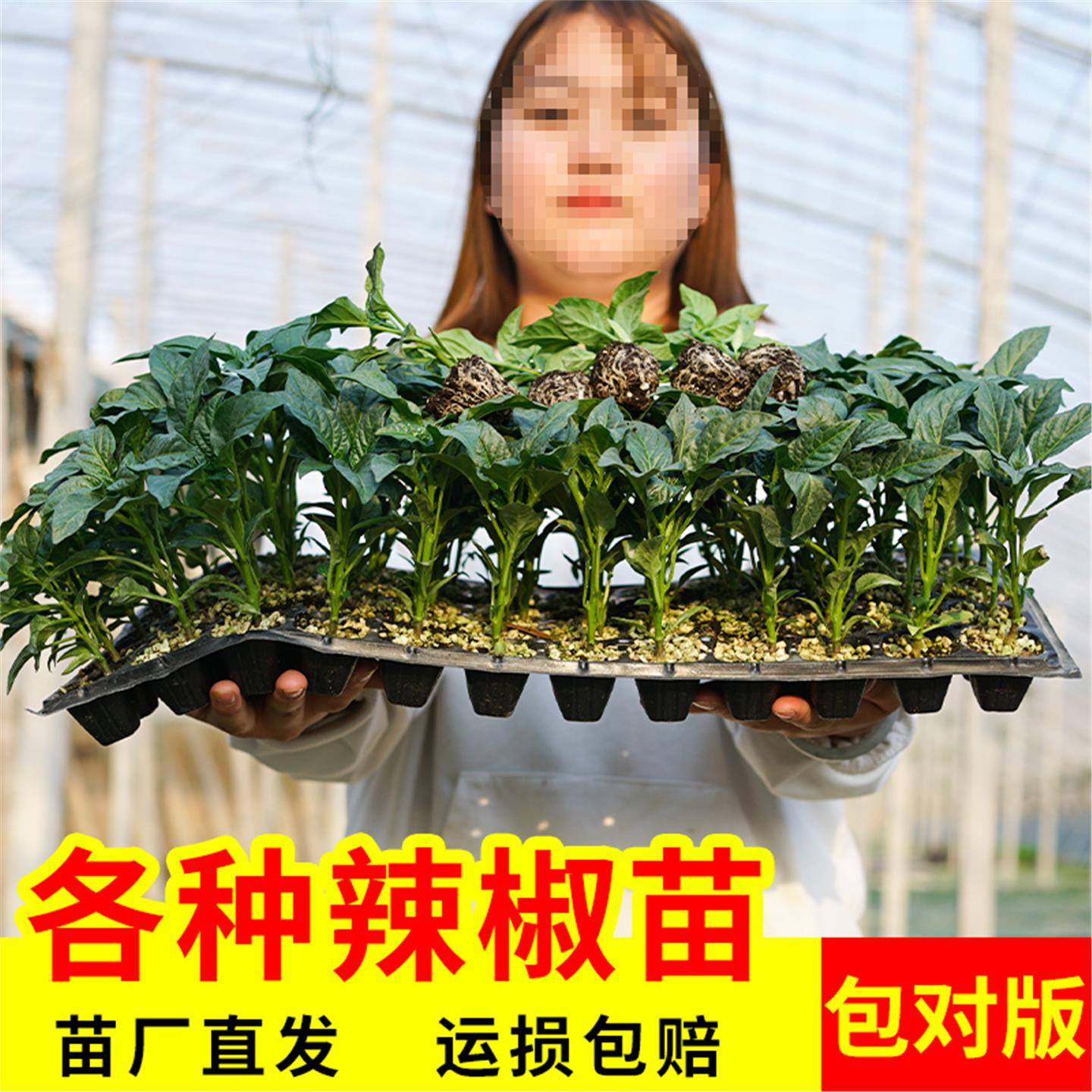 [美农专用]特辣朝天椒苗蔬