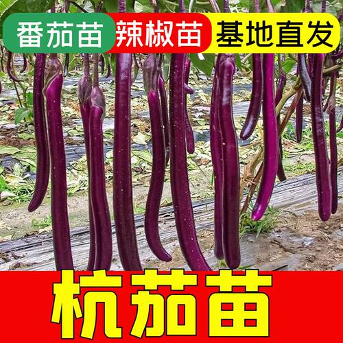 正宗杭茄苗子四季高产苗种子