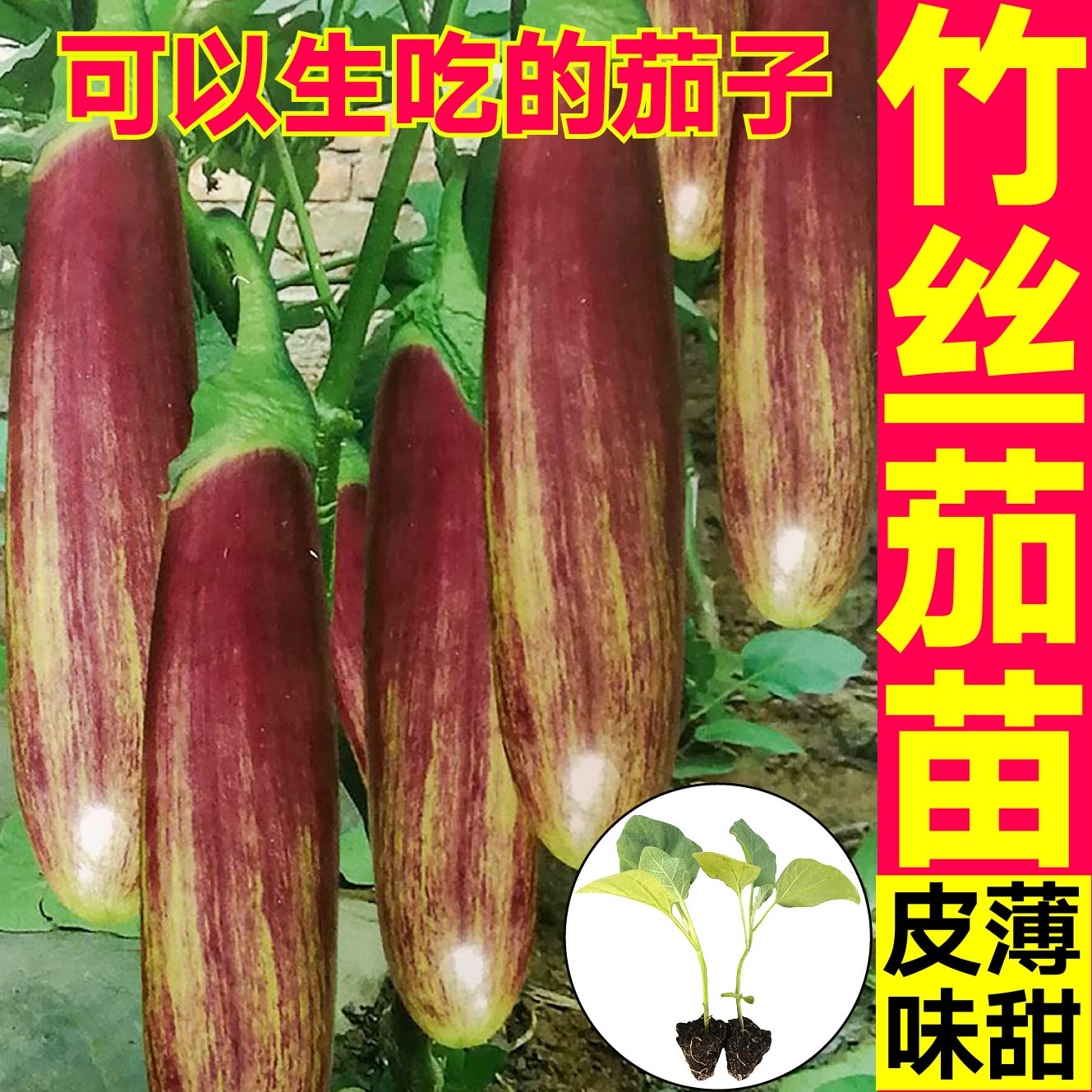 竹丝茄苗秧面包花水果种子