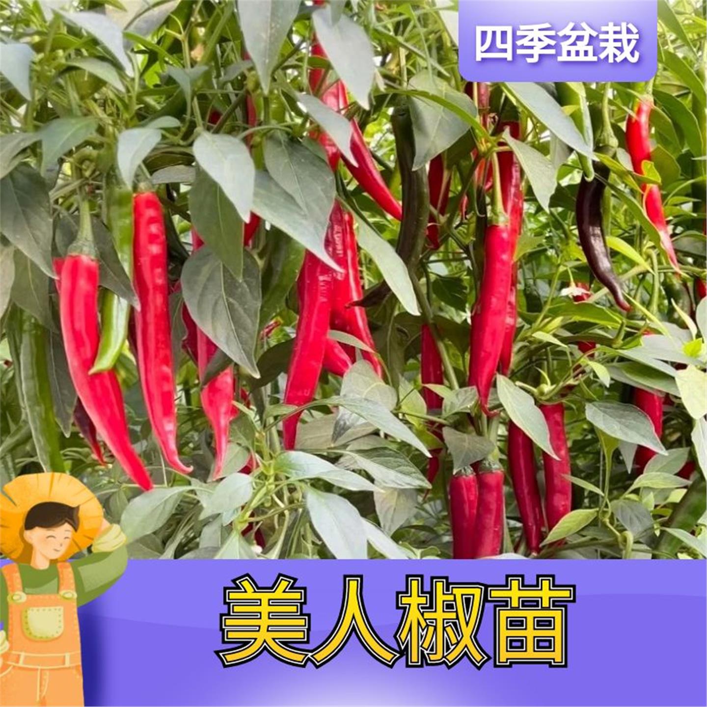 山东寿光摘不败香辣美人椒