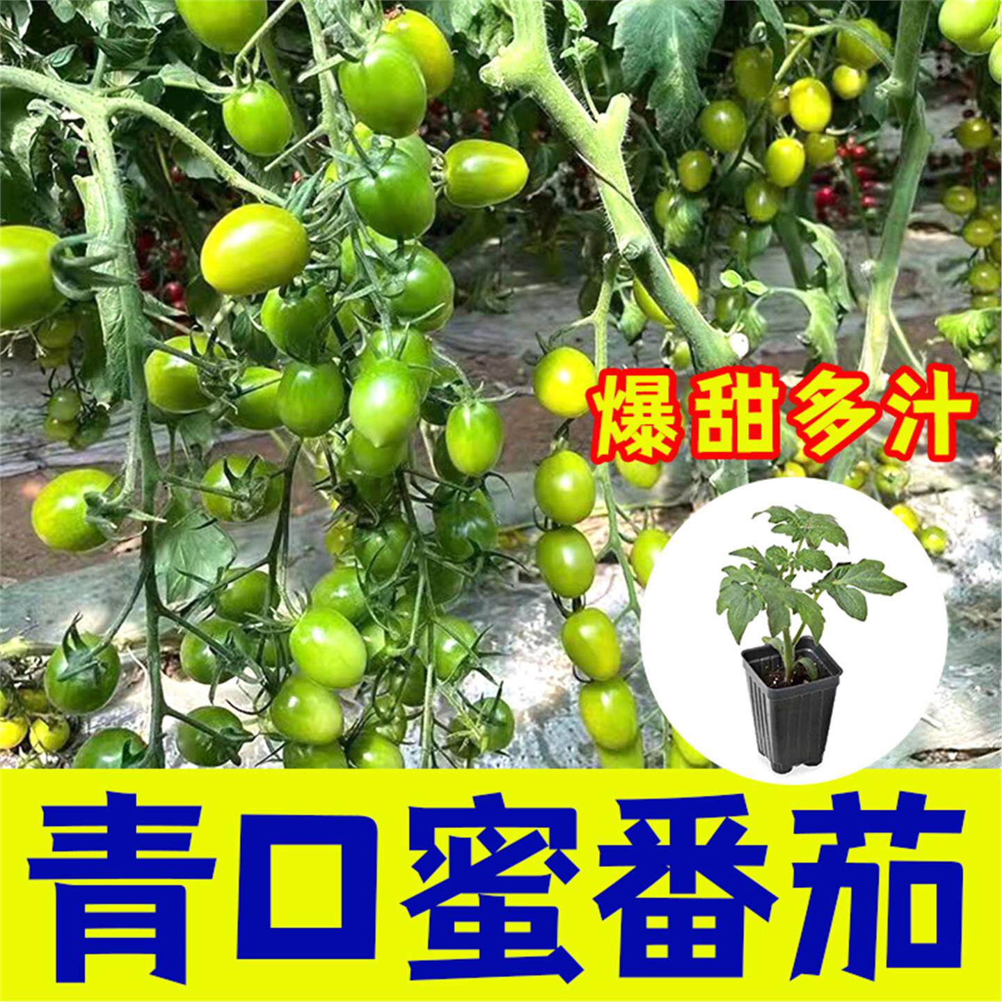 青小蜜口番茄种苗特色绿圣