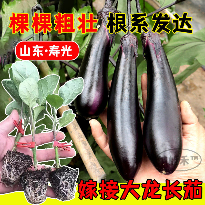 嫁接大龙长茄秧苗绿把子圆
