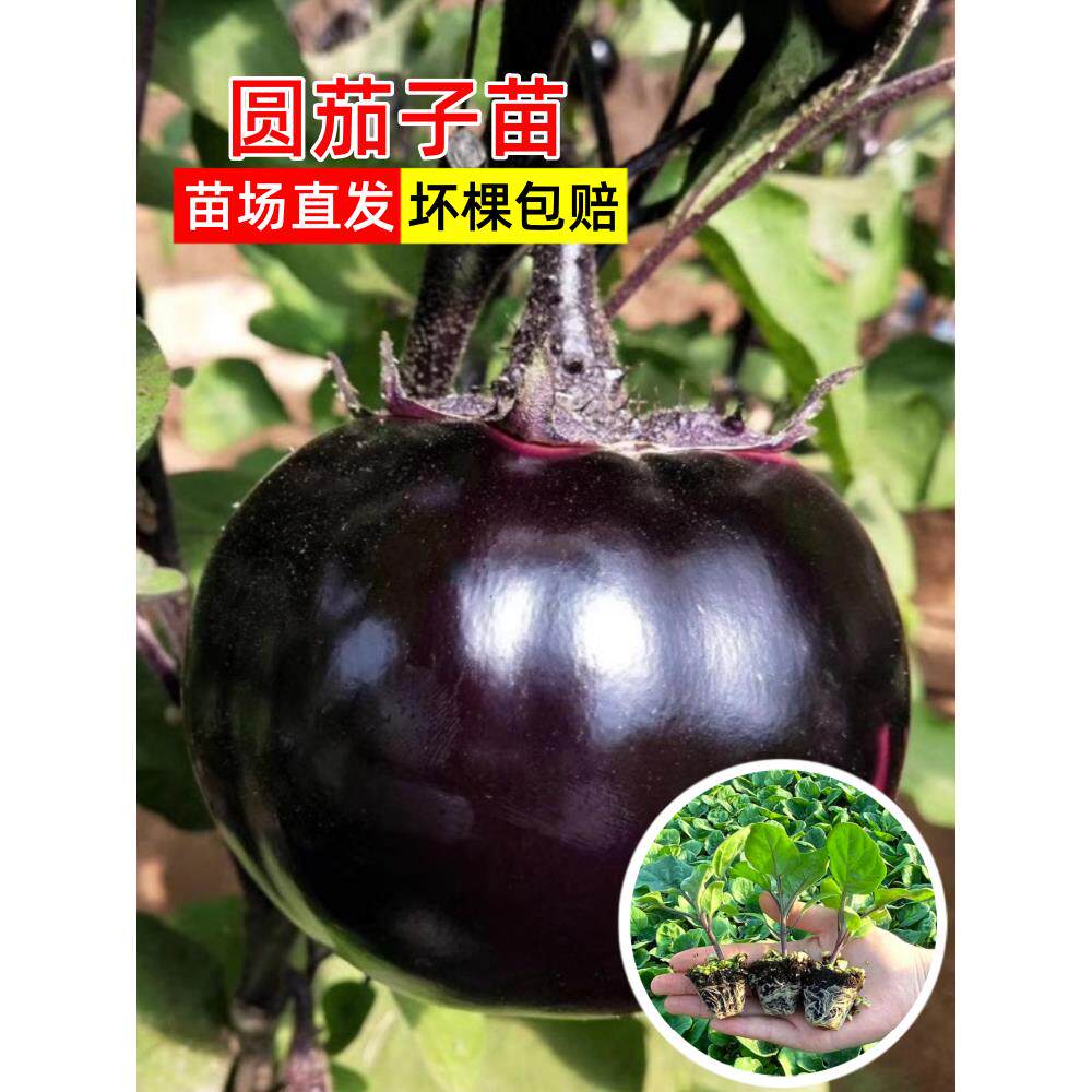 紫黑圆茄子苗秧带土四季种