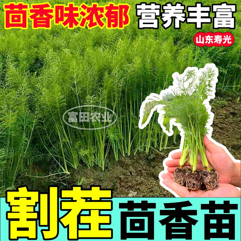 味更浓割茬茴香苗秧结球重