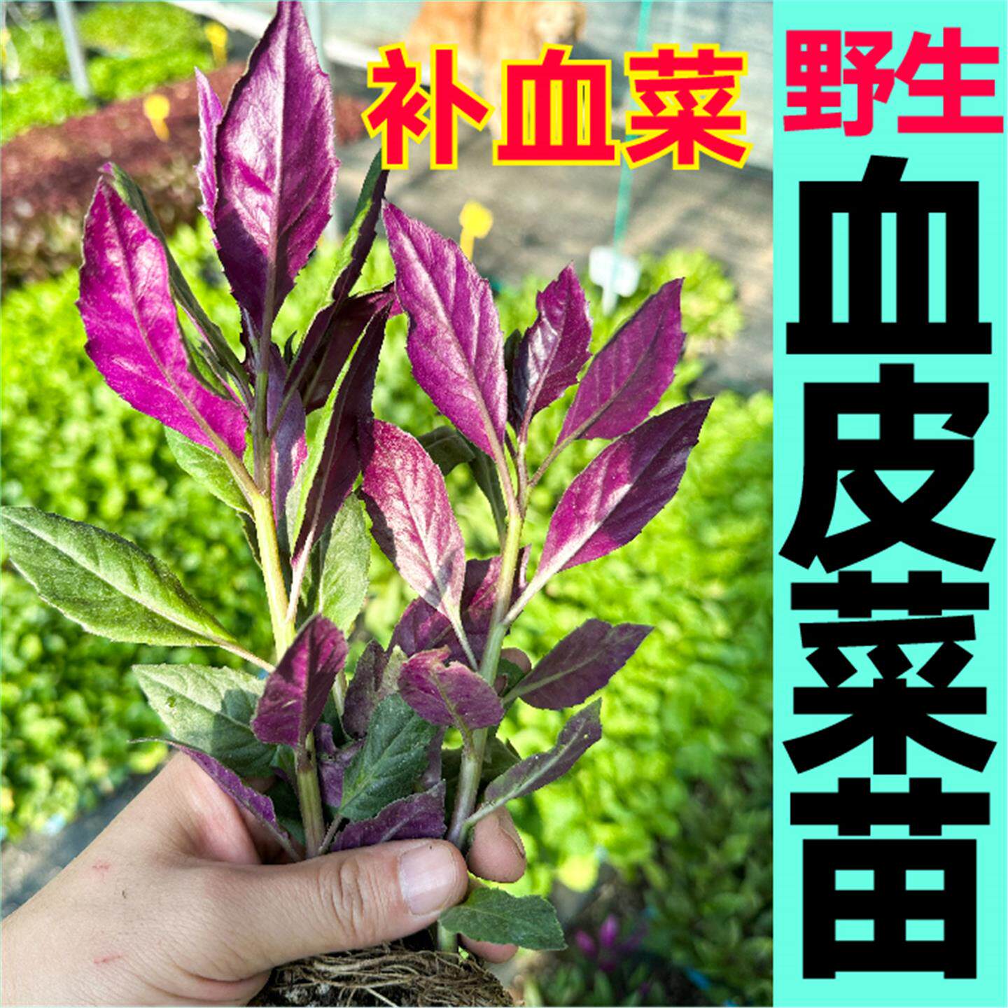 盆栽紫背菜苗秧天然野生血皮红凤观音菜庭院阳台土球四季