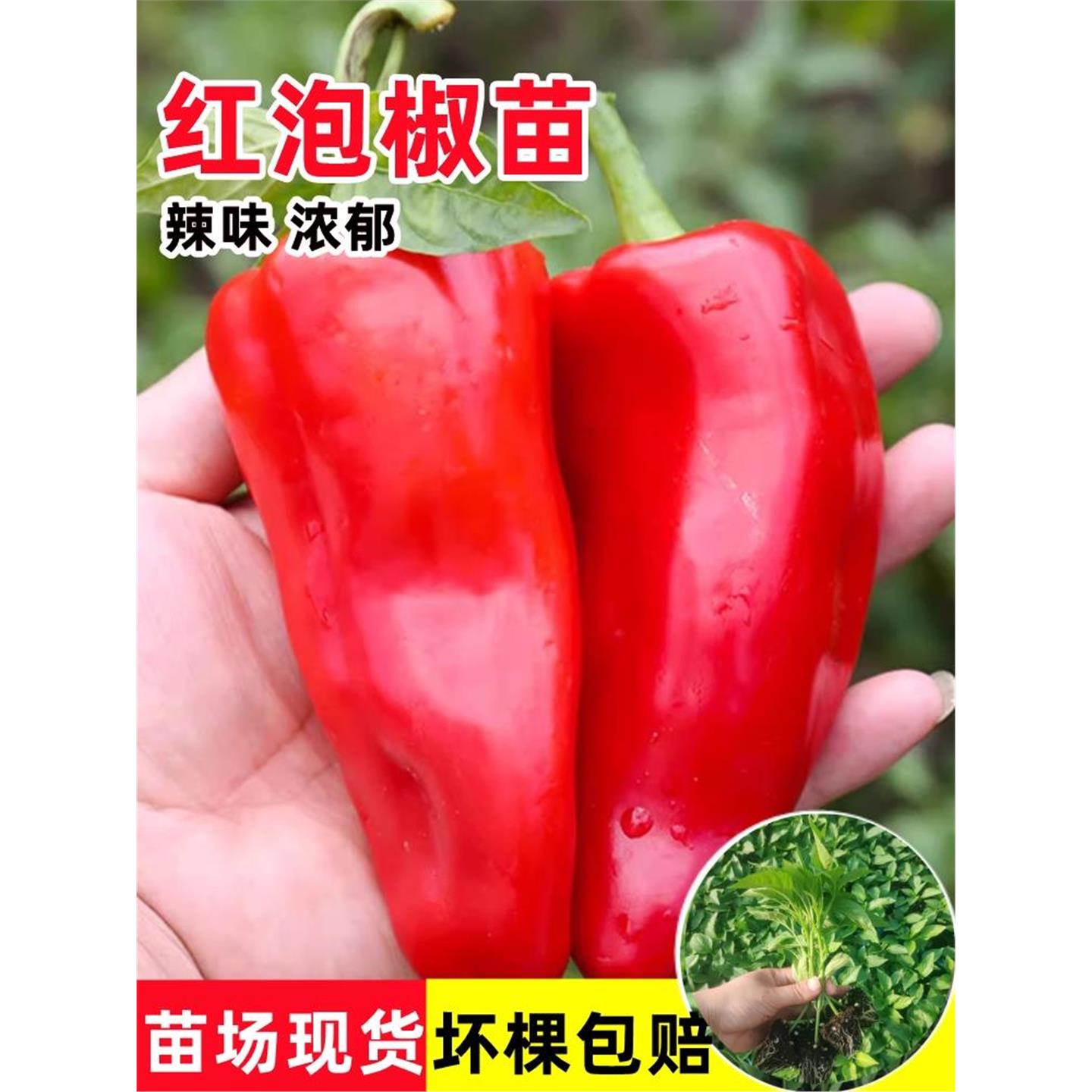 辣椒苗秧泡甜大红微厚皮